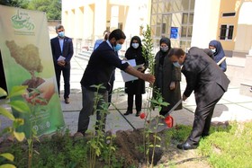 کاشت ۶۶ نهال در ۶۶ کتابخانه استان بوشهر