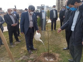 کاشت نهال در راستای پویش درخت یاری در کتابخانه عمومی استان زنجان