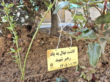 باغ امین 4