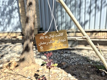 باغ امین 9