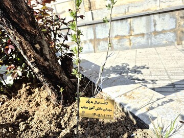 باغ امین 10