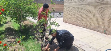 کاشت نهال سیستان و بلوچستان