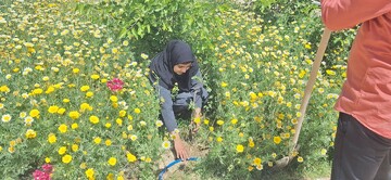 کاشت نهال سیستان و بلوچستان