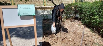 کاشت نهال ثمرده در کتابخانه‌های منتخب اصفهان؛ گرامیداشت یاد رهبر شهید انقلاب